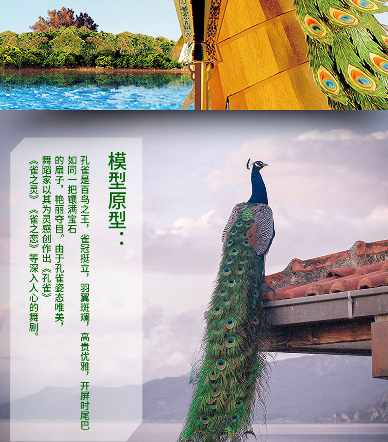 P102-七彩孔雀_02.jpg